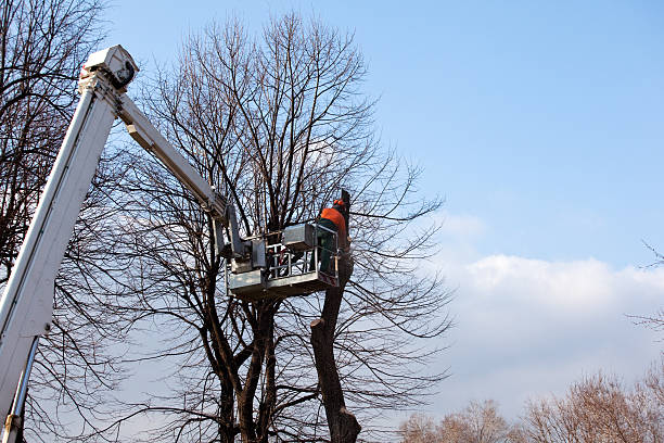 How Our Tree Care Process Works  in  Tallassee, AL